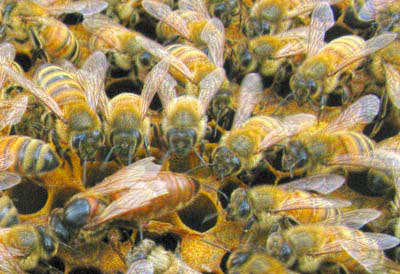 Sol_Nectar_Honey_Bees_Queen_Swarm_Removal_Utah