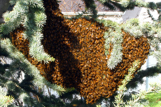 Bee Swarm Removal Utah Salt Lake Rescue Bees Hive City Beekeeper Ogden Provo Honey