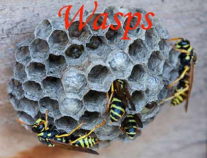 Bees Swarms Utah Salt Lake City Removal Wasps Bees Rescue Beekeeper